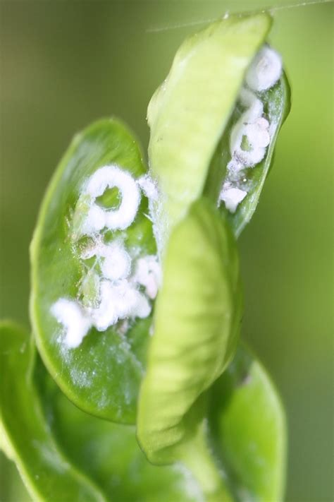 Identify and Manage Boxwood Psyllid on trees and shrubs