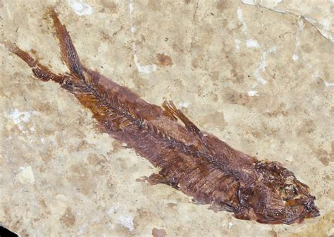 1.6" Knightia Fossil Fish - Wyoming (#60871) For Sale - FossilEra.com