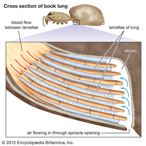 Book lung | Arachnid, Respiration & Gas Exchange | Britannica