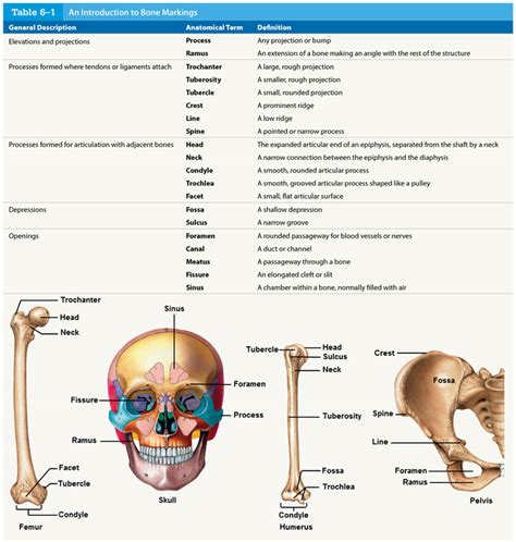 Anatomy Quiz: Bone Markings - Anatomy and Physiology