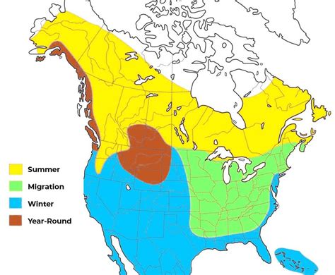 3 Types of Falcons That Live in Arkansas! (2024) - Bird Watching HQ