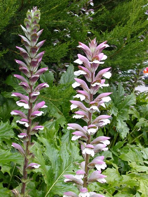 Acanthus Mollis 5 Seeds Bear's Breeches Perennial | Etsy