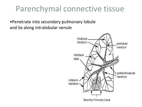 Anatomy and Physiology of Lung Interstitium