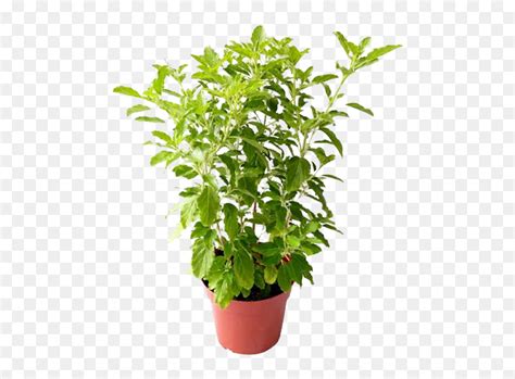 Tulsi Plant, HD Png Download - vhv