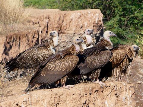 Himalayan Griffon - eBird