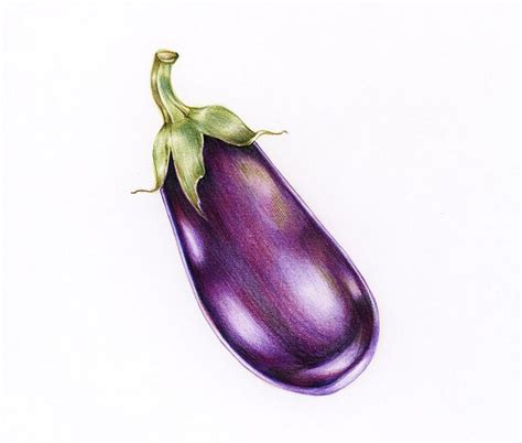 Download premium image of Hand drawn eggplant illustration about eggplant, illustration ...