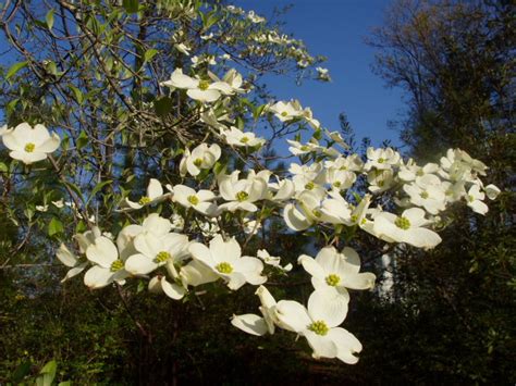 Sizzling Indian Recipes.....: Dogwood trees in bloom around Cary,North Carolina - An enticing ...