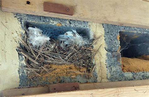 Checking the nest chambers at the Sand Martin hide nesting bank | WWT