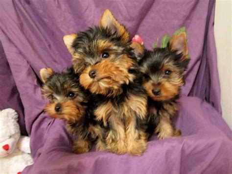 I have available Yorkies and Yorkiechon puppies for adoption . Call ...