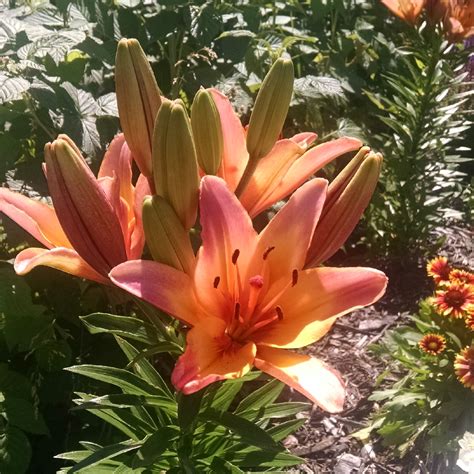 Lilium 'Peach Pixie', Lily 'Peach Pixie' (Asiatic) in GardenTags plant ...