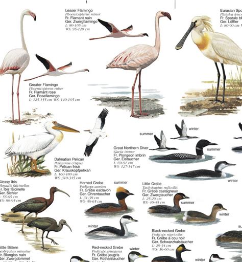 Water Birds: Birds of Europe's Wetlands - Poster | NHBS Field Guides ...