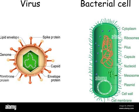 Structure Of A Bacteria