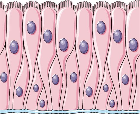 Pseudostratified columnar epithelium - Servier Medical Art