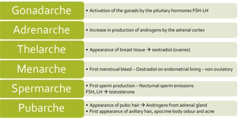 Endocrinology of puberty Flashcards | Quizlet