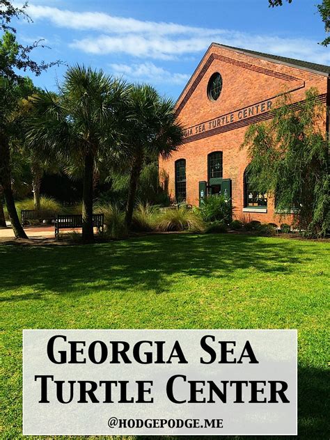 Georgia Sea Turtle Center - and More About Jekyll Island Georgia - Hodgepodge