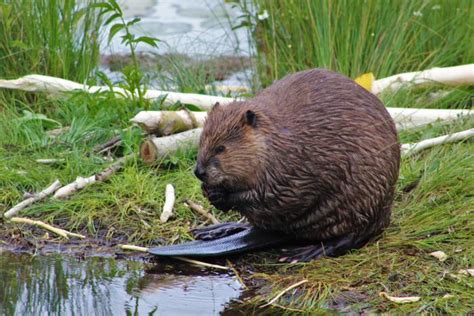 Canadian Wildlife Federation