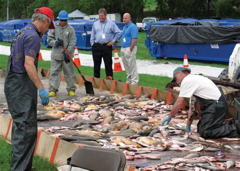 Exotic Fish are Poised to Infiltrate the Great Lakes. What's at Stake? And What Can Be Done to ...