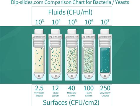 bacteria slides