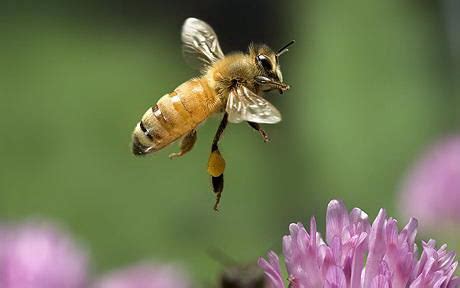 Bee Pollination Facts | The Life of Bee