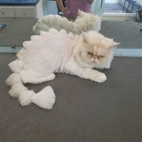 Dinosaur Cat Haircuts (20 pics)