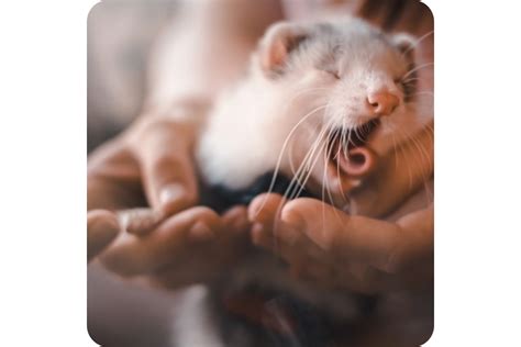 Ferrets Sleeping Habits: How Long & How Much Do They Sleep?