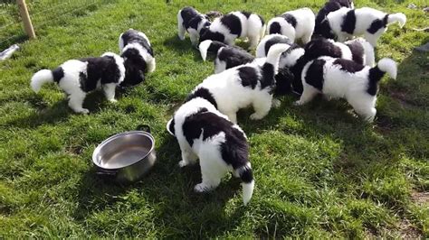 Landseer Newfoundland puppies. 6 weeks old. - YouTube