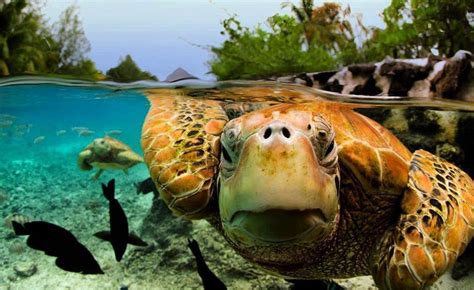 Green sea turtle, Bora bora. : r/pics