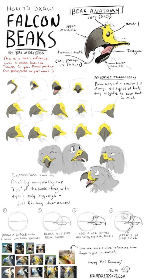 [Tutorial How To Draw Falcon Beaks] by... - Art References | Bird drawings, Art reference ...