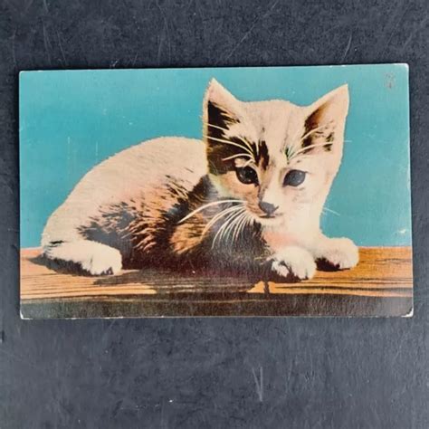 VINTAGE 1950'S SQUEEZE Action Sound Post Card Of Kitten Meow Unposted- Adorable! $8.51 - PicClick