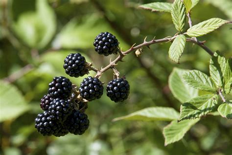 How to Identify Weeds With Thorns | Growing blackberries, Blackberry ...