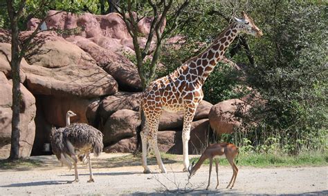 St louis zoo, Animals, Zoo