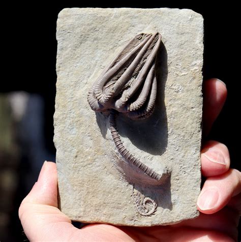 Quality, high relief Crinoid Fossil. Agaricocrinus Americanus. Edwardsville formation ...