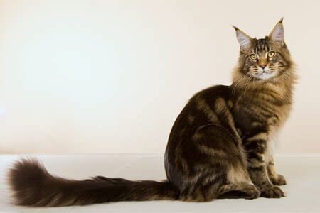 Cat Breeds With Long Tails
