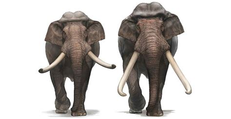 Weird skulls of straight-tusked elephants reveal just how many species there were | Natural ...