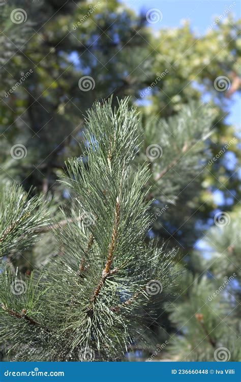 Black pine stock photo. Image of black, pinus, botany - 236660448