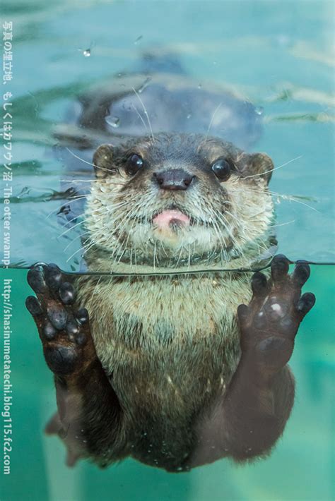 ça vaut pas une loutre