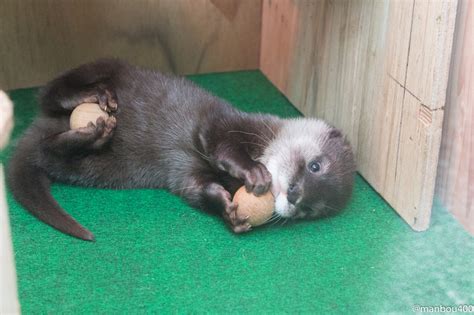 Otter Pup Has One Ball for Each Pair of Paws — The Daily Otter