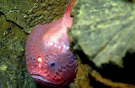 Anglerfish - Description, Habitat, Image, Diet, and Interesting Facts