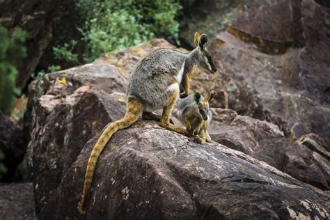 Species Feature: Yellow-footed Rock Wallaby | Australian Wildlife Journeys