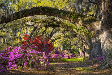 Charleston Sc Spring Azalea Flowers South Carolina Plantation | Beach Scene Magazine
