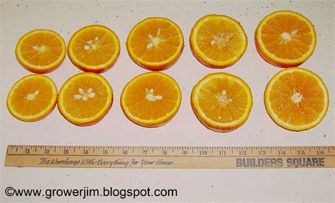 Garden Adventures: Citrus from seed