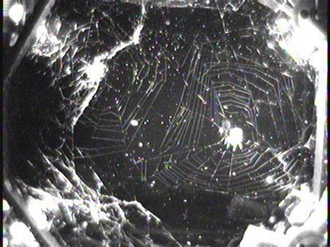 Spider Success! Weightless Webs Spun in Space | Space