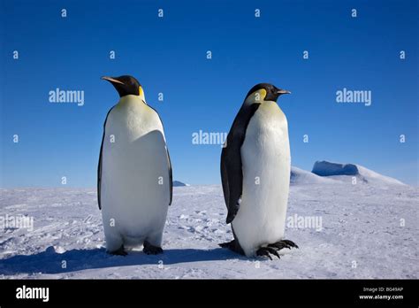 Aptenodytes forsteri hi-res stock photography and images - Alamy