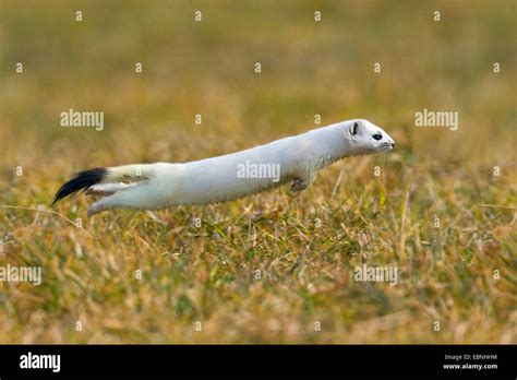 ermine, stoat (Mustela erminea), jumping over a meadow, Germany Stock Photo - Alamy