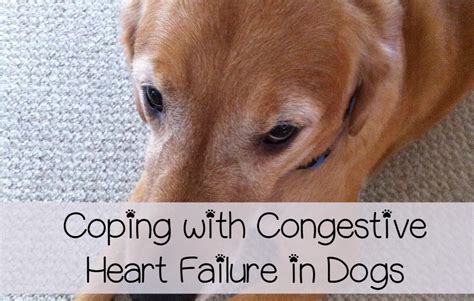 Congestive Heart Failure in Dogs - Care and Coping - DogVills