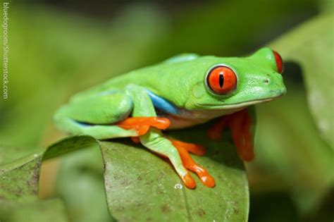 Red Eyed Tree Frog Facts For Kids: Information, Pics & Video