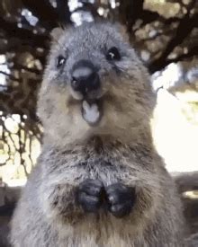 Quokka Animals GIF - Quokka Animals Rat - Discover & Share GIFs