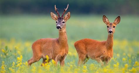 Types of Deer: A Deer Species List from Around the World | World Deer