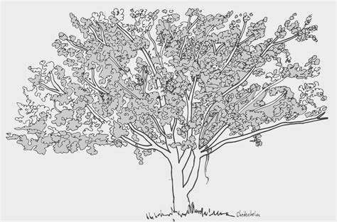 Sketchbook by Kendra Shedenhelm: Quick sketch of a dogwood tree