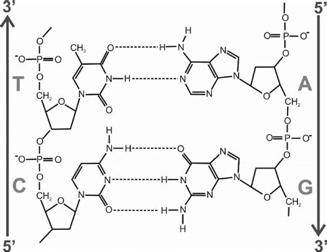 [DIAGRAM] Labeled Diagram Of Hydrogen Bonding - MYDIAGRAM.ONLINE